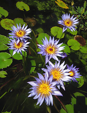 Water Lily Cluster